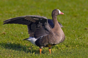 Piskulka - rijetka, čuvana ptica Piskulka - rijetka, čuvana ptica